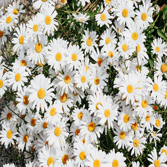 Gerbera Daisy