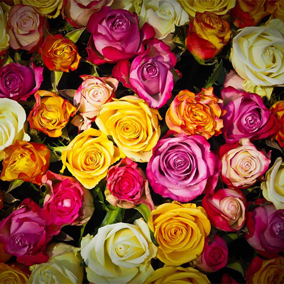 Exploring Different Types of Roses: A Guide for Rose Lovers