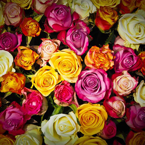 Exploring Different Types of Roses: A Guide for Rose Lovers – Glorist