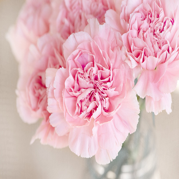 A Brief History of Carnations: The Meaning, History, and Symbolism of the Flower