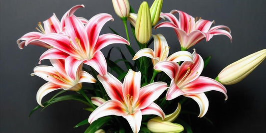 The Elegance and Meaning Behind Stargazer Lilies in Flower Bouquets